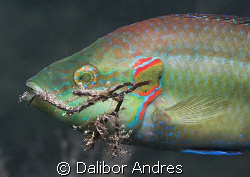 Ocellated wrasse - Symphodus ocellatus, EOS 350D, EF-S 60mm by Dalibor Andres 